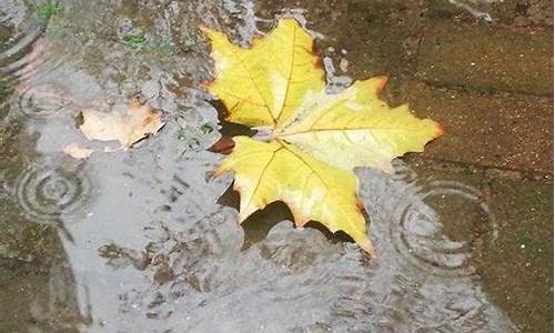 形容秋雨的诗句_形容秋雨的诗句古诗