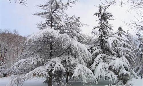 大雪压青松青松挺且直全诗意思_大雪压青松青松挺且直啥意思