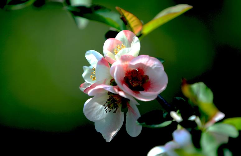 闻说梅花早_闻说梅花早 何如北地春